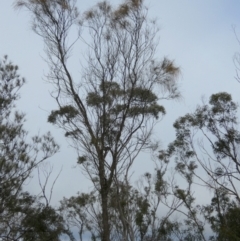 Allocasuarina verticillata at Borough, NSW - suppressed