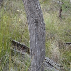 Allocasuarina verticillata at Borough, NSW - suppressed