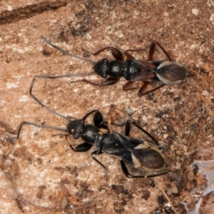 Daerlac cephalotes at Bruce, ACT - 12 Jul 2024