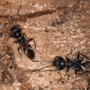 Daerlac cephalotes at Bruce, ACT - 12 Jul 2024