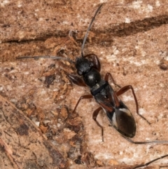 Daerlac cephalotes at Bruce, ACT - 12 Jul 2024