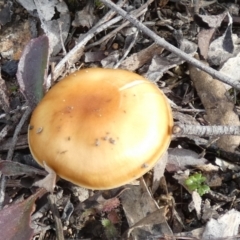 Cortinarius sp. (Cortinarius) at Borough, NSW - 11 Jul 2024 by Paul4K