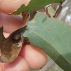 Trichiocercus sparshalli (Sparshall's Moth) at Borough, NSW - 11 Jul 2024 by Paul4K