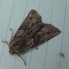 Aglossa caprealis (Small Tabby, Stored Grain Moth) at Borough, NSW - 12 Jul 2024 by Paul4K