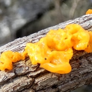 Tremella mesenterica at Borough, NSW - suppressed