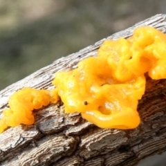 Tremella mesenterica at Borough, NSW - suppressed