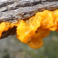 Tremella mesenterica at Borough, NSW - suppressed