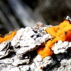 Tremella mesenterica at Borough, NSW - suppressed