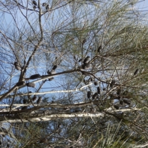 Allocasuarina littoralis at Borough, NSW - suppressed