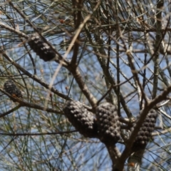 Allocasuarina littoralis at Borough, NSW - suppressed