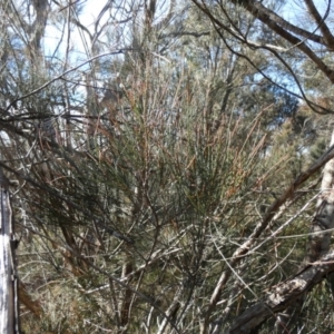 Allocasuarina littoralis at Borough, NSW - suppressed