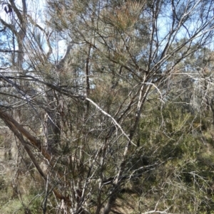 Allocasuarina littoralis at Borough, NSW - suppressed