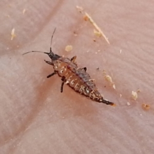 Phlaeothripidae sp. (family) at Kambah, ACT - 12 Jul 2024 03:18 PM