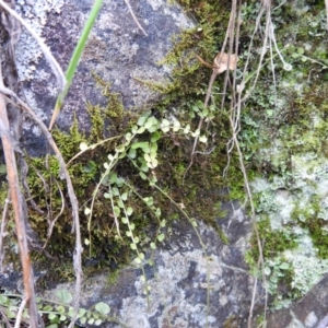 Asplenium flabellifolium at Kambah, ACT - 12 Jul 2024