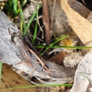 Cryptobothrus chrysophorus at Bungendore, NSW - suppressed