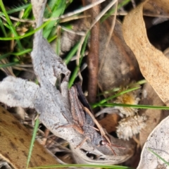 Cryptobothrus chrysophorus at Bungendore, NSW - suppressed