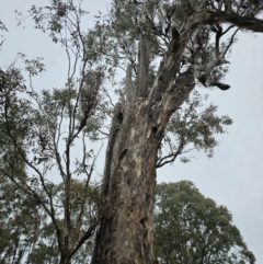 Eucalyptus melliodora (Yellow Box) at Jacka, ACT - 11 Jul 2024 by Jiggy