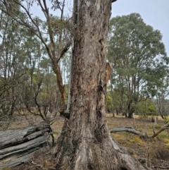 Eucalyptus melliodora at Jacka, ACT - 11 Jul 2024