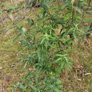 Olearia lirata at Taylor, ACT - 12 Jul 2024 10:01 AM