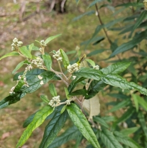 Olearia lirata at Taylor, ACT - 12 Jul 2024