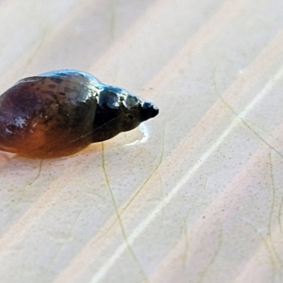 Glyptophysa novaehollandica at Taylor, ACT - 12 Jul 2024 by Jiggy