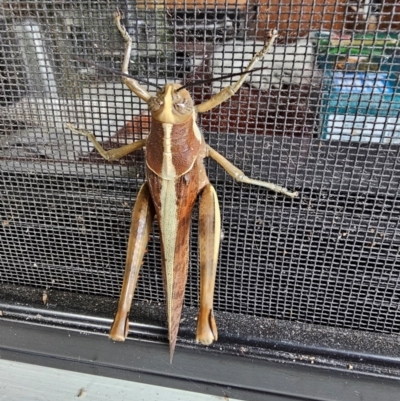 Valanga irregularis (Hedge Grasshopper) at Cooroy, QLD - 13 Jul 2024 by Savagemother