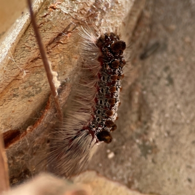 Euproctis baliolalis (Browntail Gum Moth) at Russell, ACT - 10 Jul 2024 by Hejor1