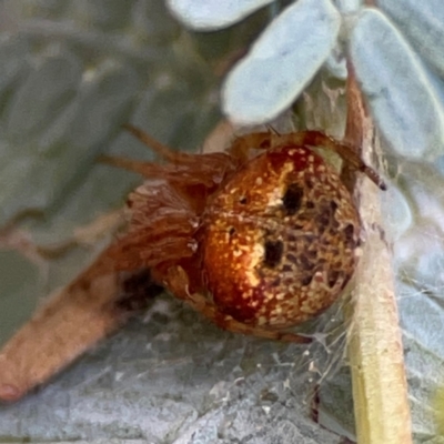 Araneus albotriangulus (White-triangle orb weaver) at Russell, ACT - 10 Jul 2024 by Hejor1