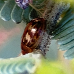 Peltoschema delicatulum at Russell, ACT - 10 Jul 2024 12:22 PM