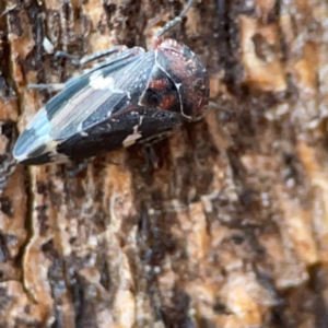 Eurymeloides sp. (genus) at Russell, ACT - 8 Jul 2024 02:11 PM