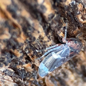 Eurymeloides sp. (genus) at Russell, ACT - 8 Jul 2024