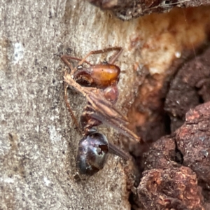 Formicidae (family) at Russell, ACT - 8 Jul 2024 02:03 PM