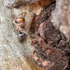 Formicidae (family) at Russell, ACT - 8 Jul 2024 02:03 PM