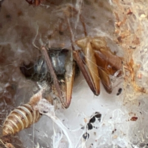 Camponotus sp. (genus) at Russell, ACT - 8 Jul 2024