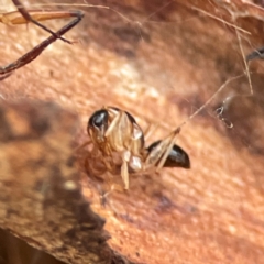 Camponotus sp. (genus) at Russell, ACT - 8 Jul 2024