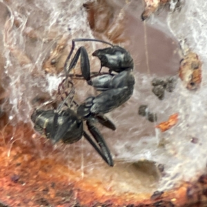 Camponotus sp. (genus) at Russell, ACT - 8 Jul 2024 02:01 PM