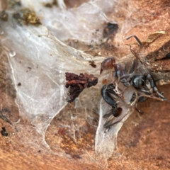 Camponotus sp. (genus) at Russell, ACT - 8 Jul 2024