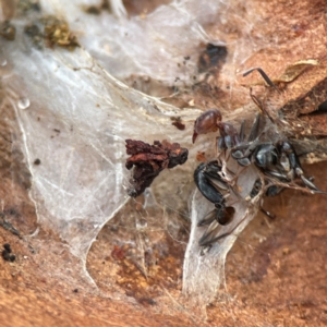 Camponotus sp. (genus) at Russell, ACT - 8 Jul 2024