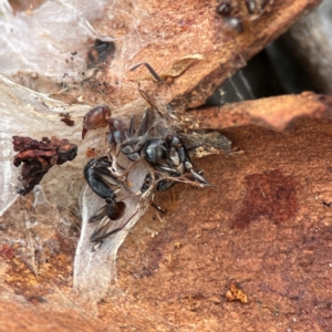 Camponotus sp. (genus) at Russell, ACT - 8 Jul 2024