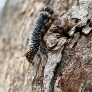 Pergidae sp. (family) at Russell, ACT - 8 Jul 2024