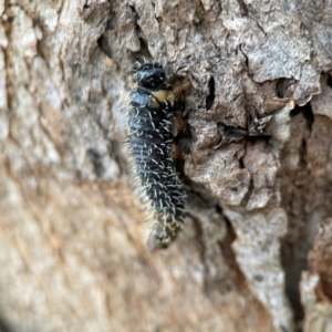 Pergidae sp. (family) at Russell, ACT - 8 Jul 2024