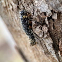 Pergidae sp. (family) at Russell, ACT - 8 Jul 2024