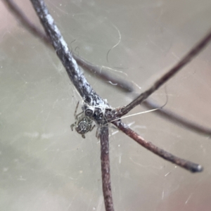 Parasteatoda sp. (genus) at Russell, ACT - 8 Jul 2024