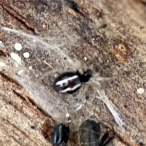 Euryopis umbilicata at Russell, ACT - 8 Jul 2024 01:39 PM