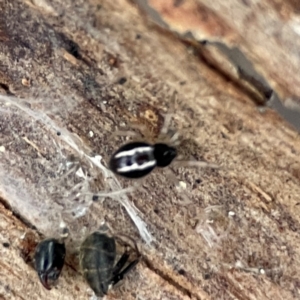 Euryopis umbilicata at Russell, ACT - 8 Jul 2024 01:39 PM