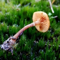 Unverified Cap on a stem; gills below cap [mushrooms or mushroom-like] at Bermagui, NSW - 12 Jul 2024 by Teresa