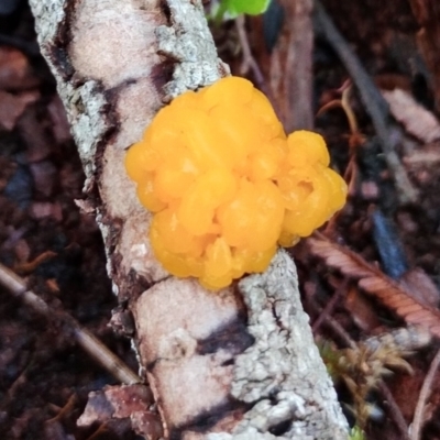 Tremella mesenterica at Bermagui, NSW - 12 Jul 2024 by Teresa