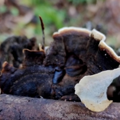 Unidentified Shelf-like to hoof-like & usually on wood at Bermagui, NSW - 12 Jul 2024 by Teresa