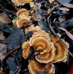 Unidentified Shelf-like to hoof-like & usually on wood at Bermagui, NSW - 12 Jul 2024 by Teresa