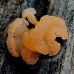 Unidentified Convoluted to brain-like [Brain jelly & look-alikes]  at Bermagui, NSW - 12 Jul 2024 by Teresa